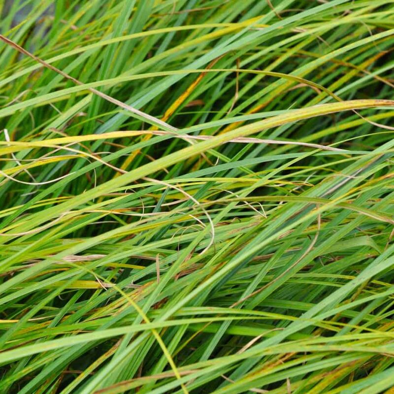 Carex riparia  ---